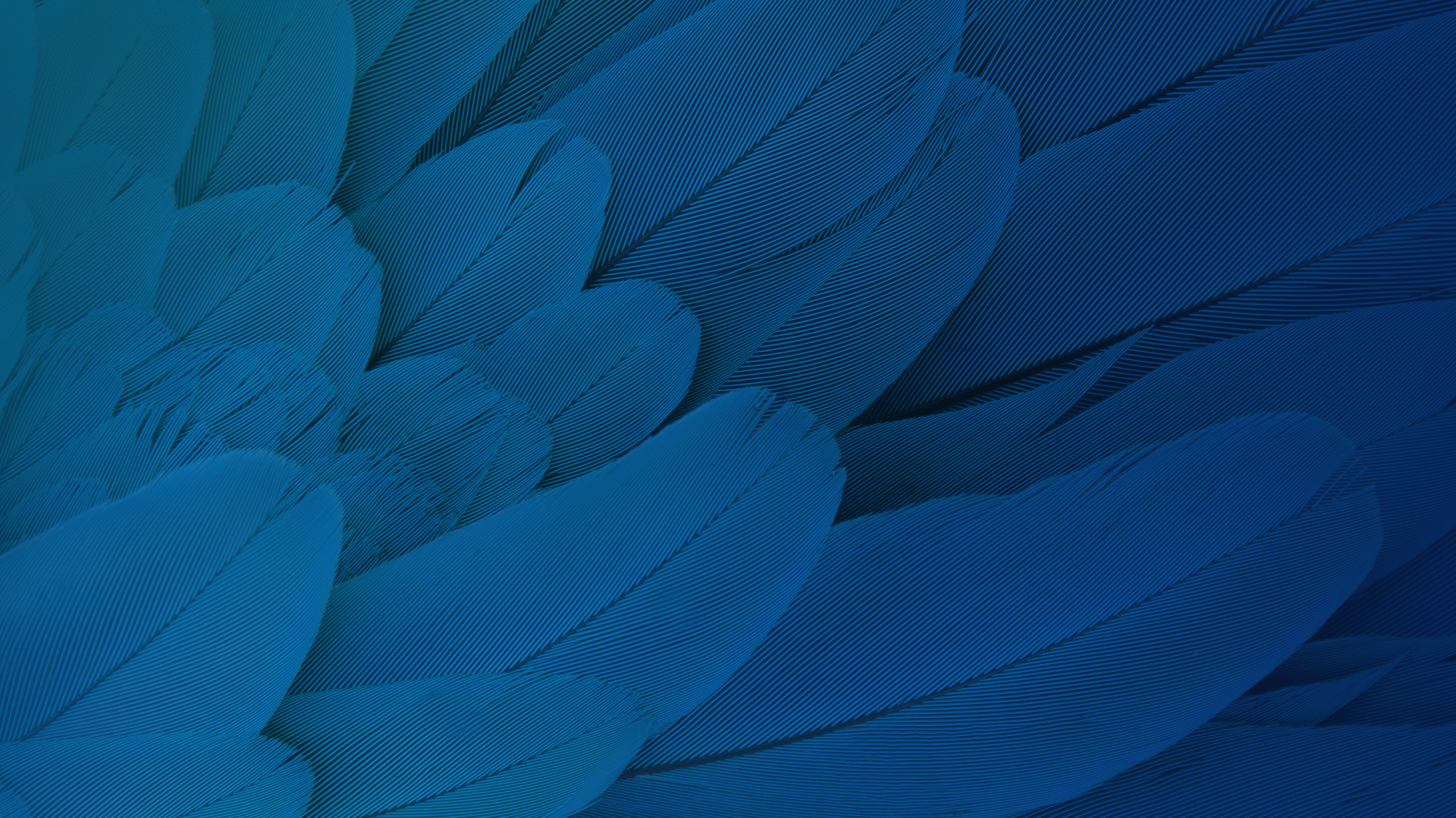 Feathers Moto X Play Stock HD43655115